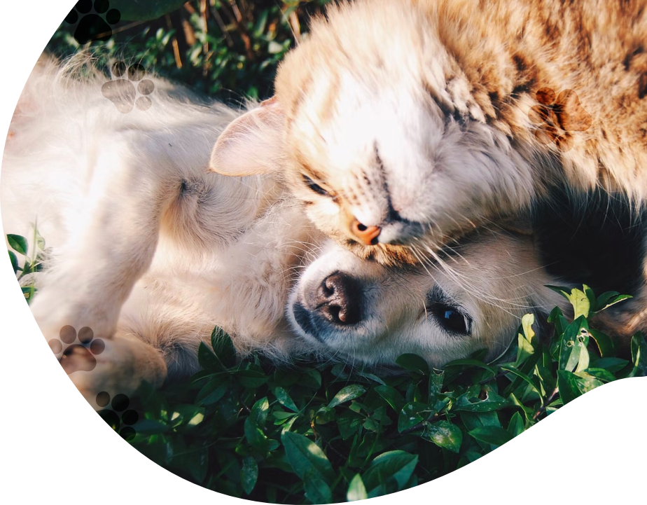 Photo d'un chien et d'un chat